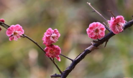 红梅花,冬日里的坚韧与美丽