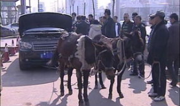 毛驴拉车视频,传统农耕文化的生动写照