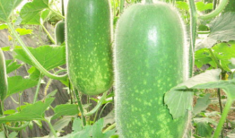 海宁吃瓜爆料公司有哪些,盘点热门八卦幕后推手